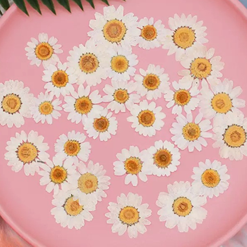 Gardening Tools Diy - 100 stuks natuurlijke witte kristallen chrysanthemum