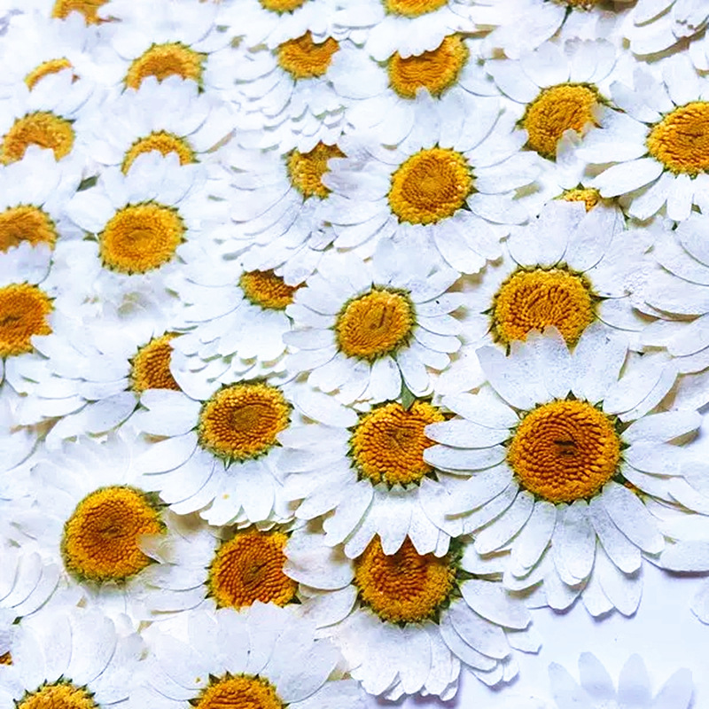 100 stuks natuurlijke witte kr - Gardening Tools Diy recensie en prijs
