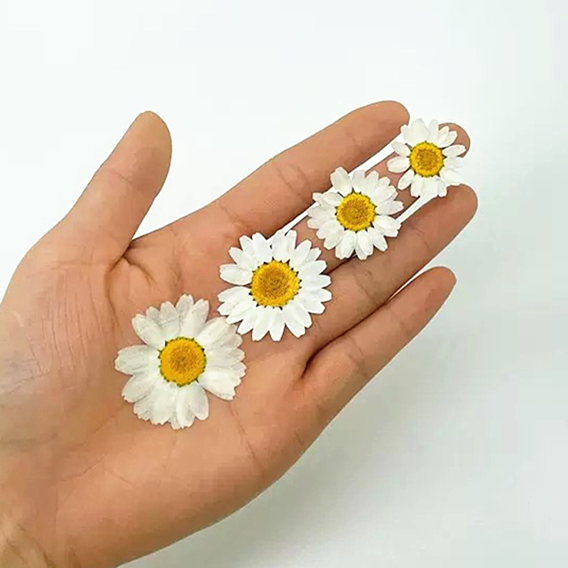 100 stuks natuurlijke witte kr - Gardening Tools Diy recensie en prijs