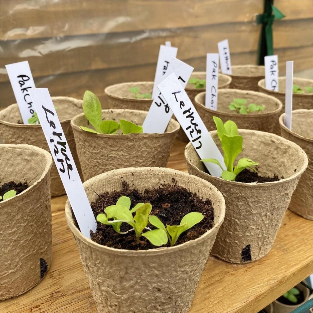 50 STUKS Biologisch afbreekbar - Seed Starter Trays recensie en prijs